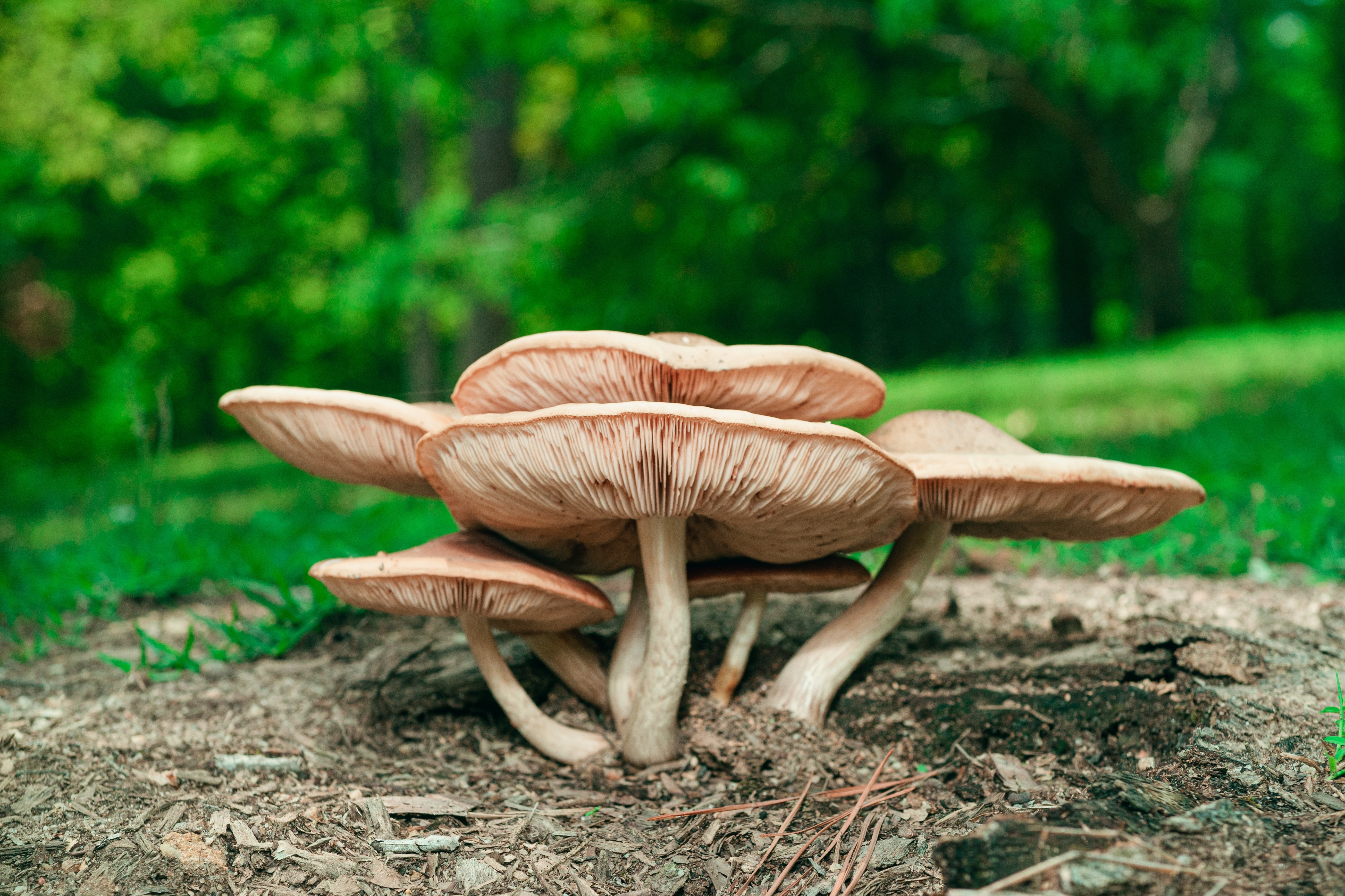 How do mushroom supplements make you feel?